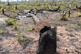 Ảnh minh họa. (Nguồn: TTXVN)