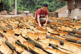 Quế sau khi được tách vỏ sẽ được phơi khô. (Nguồn: TTXVN)