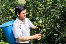 Người nông dân trong thị trấn Mường Khương thu hoạch quýt. (Ảnh: Quốc Khánh/TTXVN)