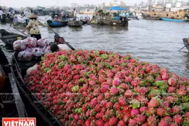 Chợ nổi Cái Răng là một chợ đầu mối nông sản nổi tiếng ở vùng Đồng bằng sông Cửu Long. (Nguồn: Báo Ảnh Việt Nam)