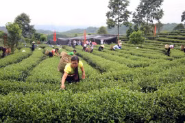 Người dân huyện Tam Đường (Lai Châu) thu nhập ổn định nhờ việc chọn phát triển cây chè chất lượng cao Kim Tuyên. (Ảnh: Việt Hoàng/TTXVN)