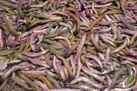 Rươi sau khi được vớt lên. (Ảnh: Mạnh Tú/TTXVN)