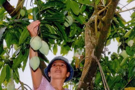 Thu hoạch xoài. (Ảnh: Đình Hụê/TTXVN)
