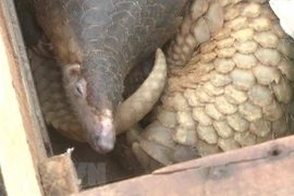 Một vụ thu giữ cá thể tê tê bị vận chuyển, mua bán trái phép. (Ảnh: Đinh Tuấn/TTXVN)