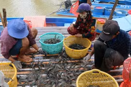 Thu hoạch tôm càng xanh ở xã Vĩnh Hòa, huyện U Minh Thượng. (Ảnh: Lê Huy Hải/TTXVN)