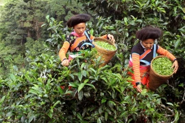 Thu hái chè Shan tuyết cổ thụ tại bản Bẹ, xã Tà Xùa, huyện Bắc Yên (Sơn La). (Ảnh: Quang Quyết/TTXVN)