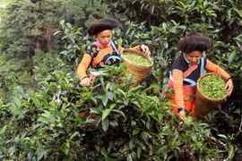 Thu hái chè Shan tuyết cổ thụ tại bản Bẹ, xã Tà Xùa, huyện Bắc Yên (Sơn La). (Ảnh: Quang Quyết/TTXVN)