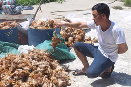 Gà chết hàng loạt sau khi trang trại nuôi gà của Công ty TNHH Vạn An bị ném đá. (Ảnh: Phan Quân/TTXVN)