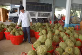 Ảnh minh họa. (Nguồn: TTXVN)