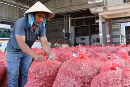 Đóng bao hành tím để vận chuyển đến nơi tiêu thụ. (Ảnh: Nguyễn Thành/TTXVN)