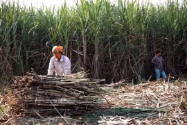 Thu hoạch mía. (Nguồn: TTXVN)
