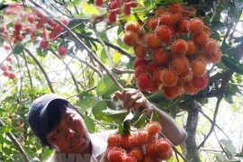 Thu hoạch quả chôm chôm. (Ảnh: Đình Huệ/TTXVN)