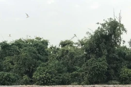 Đàn cò tại Đảo Cò, xã Chi Lăng Nam (Thanh Miện, Hải Dương). (Ảnh: Tiến Vĩnh/TTXVN)