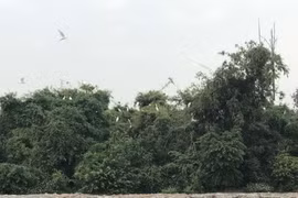 Đàn cò tại Đảo Cò, xã Chi Lăng Nam (Thanh Miện, Hải Dương). (Ảnh: Tiến Vĩnh/TTXVN)