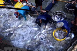 Thu hoạch cá tra tại hộ nông dân sản xuất liên kết với Tập đoàn Sao Mai An Giang ở thành phố Cần Thơ. (Ảnh: Vũ Sinh/TTXVN)
