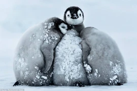 Ngộ nghĩnh những chú chim cánh cụt "ôm" nhau để chống rét