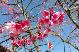 Hoa anh đào khoe sắc tại Sa Pa. (Ảnh: Lục Hương Thu/TTXVN)