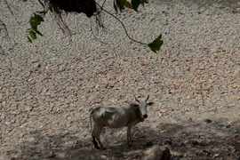 Ấn Độ "đau đầu" tìm biện pháp đối phó với hạn hán kéo dài