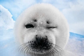 Những chú hải cẩu tạo dáng như người mẫu ảnh chuyên nghiệp