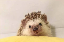 Mê mẩn chú nhím đáng yêu có chiếc răng của ma cà rồng