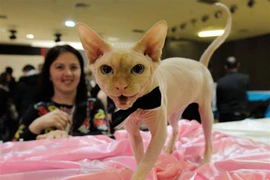 Cuộc thi nhan sắc đẳng cấp thế giới của các "tiểu hổ"