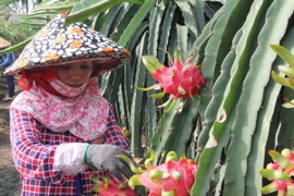 Cảnh báo lạm dụng thuốc tăng trưởng trong trồng thanh long