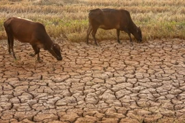 Những con bò đi tìm nước ngọt để uống trên cánh đồng khô hạn, nứt toác tại xã Đại Ân 2, huyện Trần Đề, tỉnh Sóc Trăng. 