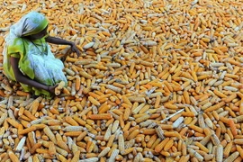 Haiti cảnh báo nguy cơ khủng hoảng lương thực nghiêm trọng