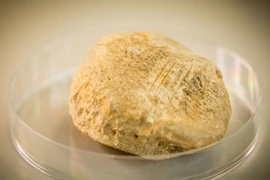 Mẫu xương đùi của một con gấu được cho là bị con người giết mổ. (Nguồn: theguardian.com) 