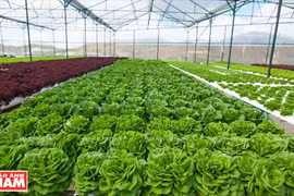 Ngỡ ngàng công nghệ trồng hoa màu không đâu có của Đà Lạt