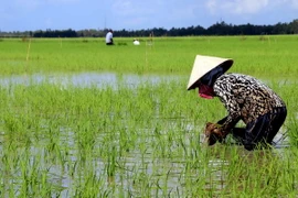 Nông dân Cà Mau gieo cấy vụ lúa đông xuân. (Ảnh: Kim Há/TTXVN) 