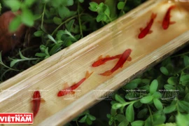 "Sốt sình sịch" với thú nuôi cá 3D không cần tốn thời gian chăm sóc