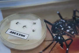 Ảnh minh họa. (Nguồn: AFP/TTXVN)