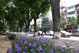 Những hình ảnh cuối cùng của hàng xà cừ cổ thụ trên đường Kim Mã