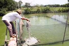 Nuôi các lóc trong lồng. (Ảnh: Trần Lê Lâm/TTXVN)