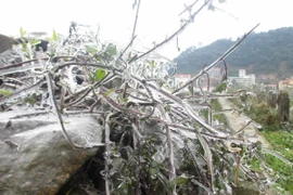 Nhiệt độ xuống thấp khiếm cho thị trấn Tam Đảo xuất hiện băng giá. 