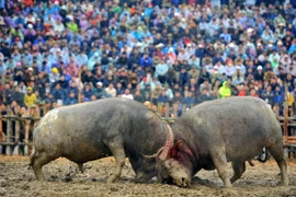 Trận đấu giữa hai trâu số 28 của ông Đỗ Duy Đông với trâu số 30 của ông Hà Văn Tuấn.