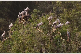 Sau ba năm đi vào khai thác du lịch, Thung Nham đã thu hút hàng chục nghìn lượt du khách mỗi năm.