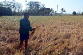 Cánh đồng lúa Tài nguyên ở xã Hưng Hội, huyện Vĩnh Lợi, tỉnh Bạc Liêu bị mất trắng do hạn hán và xâm nhập mặn. (Ảnh: Nguyễn Thanh Liêm/TTXVN) 