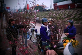 Những cành đào mang đến sự cảm nhận rõ ràng về không khí Tết.