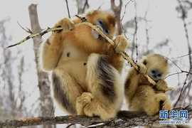 Những bức ảnh này được chụp trong khu bảo tồn của Trung tâm nghiên cứu khỉ lông vàng Dalongtan ở Shennongjia.