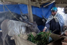 Lai Châu thiệt hại nặng nề do băng giá tàn phá. (Ảnh: Hải Sơn/Vietnam+)