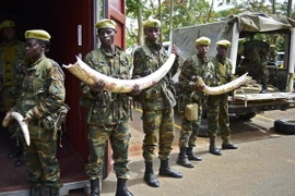 Binh sỹ Kenya chuyển ngà voi tới trụ sở KWS ở Nairobi ngày 15/4. (Nguồn: AFP/TTXVN) 