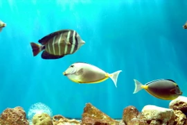 Bảo vệ sinh vật biển trước ảnh hưởng của biến đổi khí hậu 