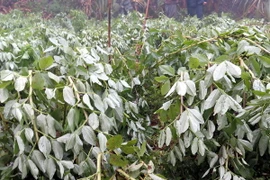 Nhiều nơi thuộc miền Bắc rét dưới 12 độ C từ đêm 11/3