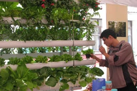 Người dân rất quan tâm đến công nghệ trồng rau xanh tại nhà. (Ảnh: Hồng Kiều/Vietnam+)