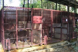 Chuồng gấu nơi xảy ra vụ việc. (Nguồn: Báo Người Lao Động)