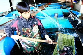 Cá hồi vân phát triển tốt trong điều kiện nước lạnh ở Sapa. (Ảnh: Huy Hùng/TTXVN)