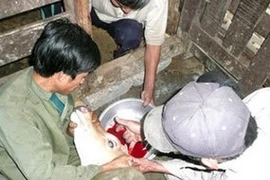 Ảnh chỉ có tính minh họa.