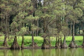 Cây thủy tùng. (Nguồn: Internet)